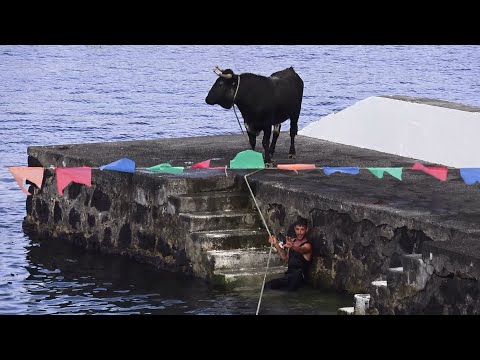 Tourada Porto São Fernando - Touros MR 14,1,71,72 - 29Jun2024 - Ilha Terceira - Açores