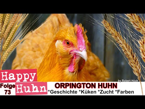 E73 Orpington chickens in the breed portrait at HAPPY HUHN - with color variations yellow, white,...