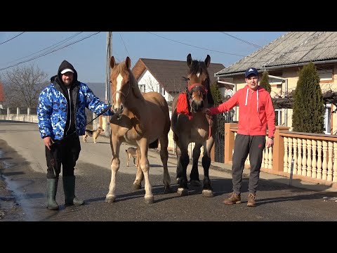 Caii lui Fernando de la Barsau de Sus, Satu Mare - 2023 Nou!!!