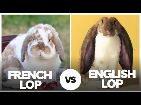 French Lop or English Lop? The Ultimate Bunny Comparison!