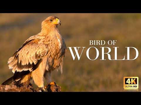 4K Amazing African Birds ~ African Wildlife Video with Birds Sounds - 4k Video Ultra HD