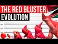 Evolution Of The Red Bluster Life Cycle