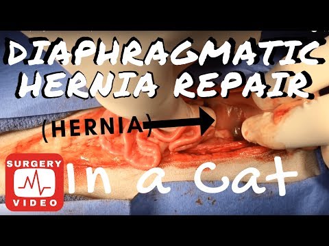 Diaphragmatic Hernia Repair in a Cat
