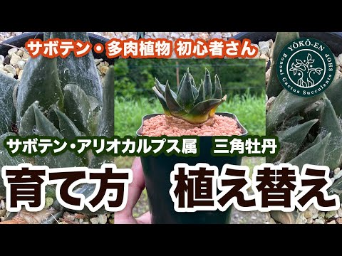 園芸 アリオカルプ、エーデルワイスサボテン