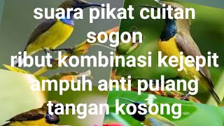 Download lagu suara pikat cuitan sogon ribut kombinasi burung kejepit ampuh anti pulang tangan kosong mp3 Download lagu suara pikat cuitan sogon ribut kombinasi burung kejepit ampuh anti pulang tangan kosong mp3
