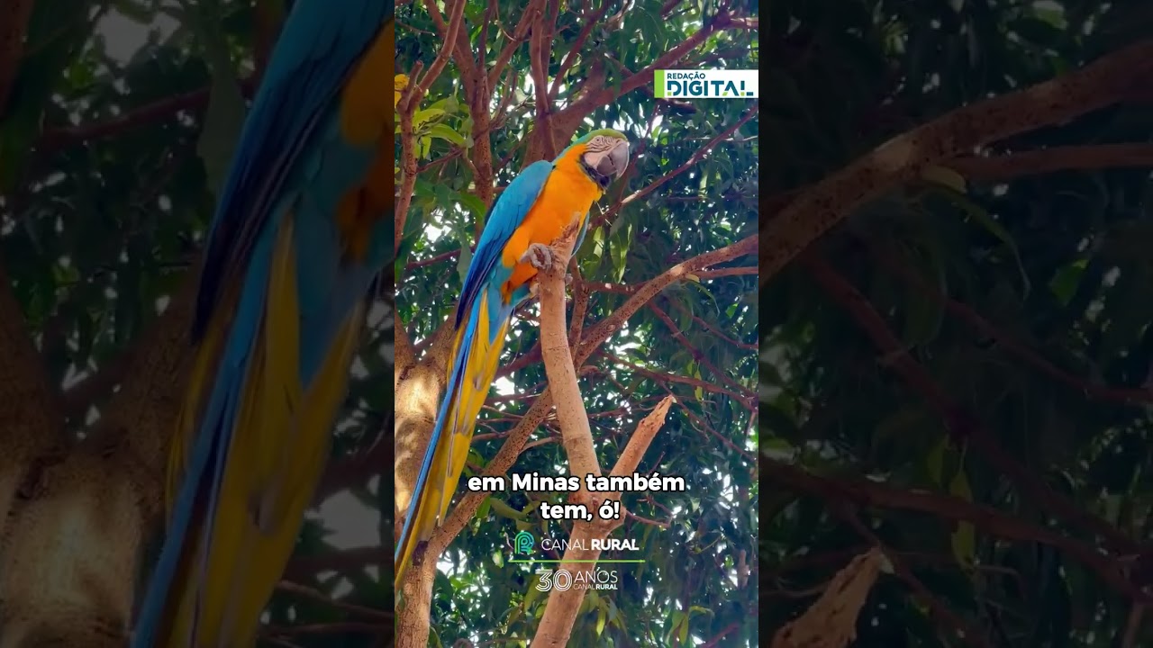 Pescador se encanta com encontro raro com arara em Minas Gerais