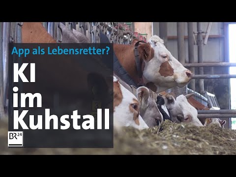 Landwirtschaft 2.0: KI-Kontrolle im Kuhstall?! | Abendschau | BR24