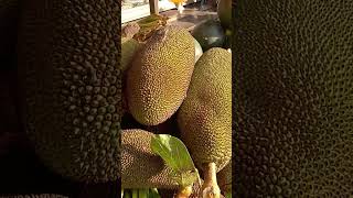 Download lagu #langka #dragonsasori #shortvideo mp3