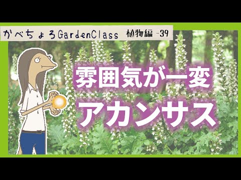 アカンサスの家族