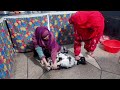 Woman Slaughter Goat Educational Video