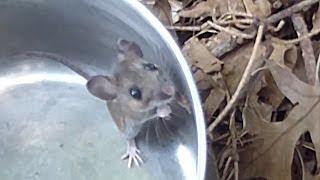 How to catch a mouse