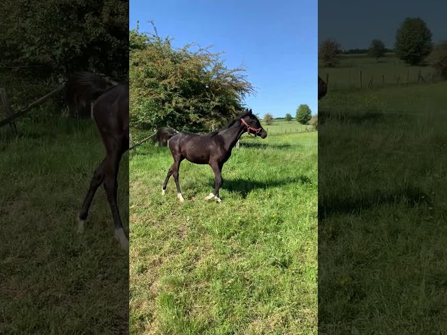 Pouliche noire PSA 2025