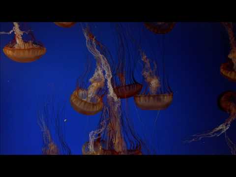afbeelding The Living Sea (IMAX) HD 1080p Trailer