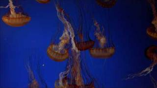 The Living Sea (IMAX) HD 1080p Trailer
