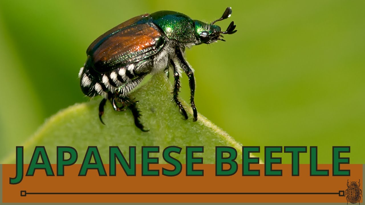 What happened to Japanese beetles? More REF