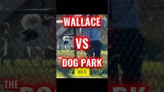 Wallace VS the Dog Park