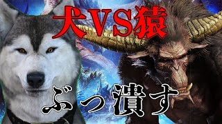 【MHW:IB】MHF経験者ならラージャンとかただの猿でしょｗｗｗ【バーチャルドッグ】