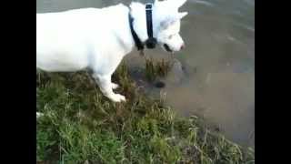 Henry Husky, H4Bats mascot is fishing