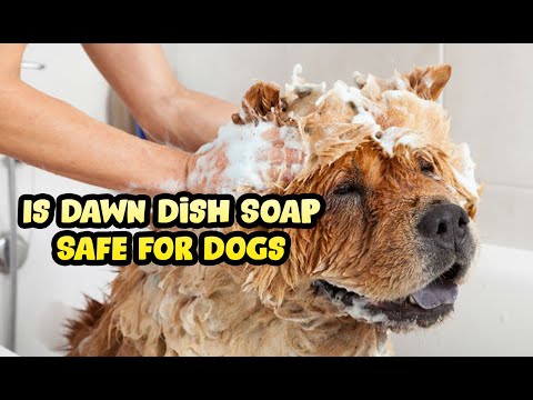 Can I Use Dawn Dish Soap to Shampoo My Dog or Puppy?