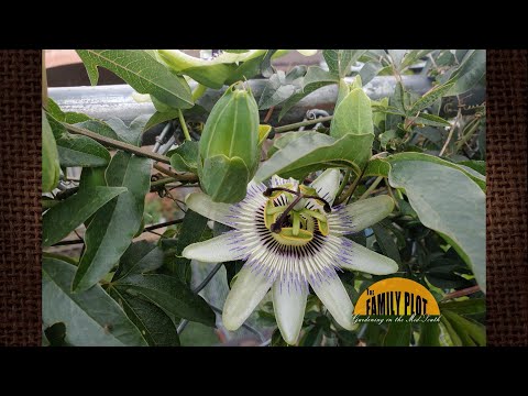 Q&A – Why is my passion fruit vine not producing fruits?