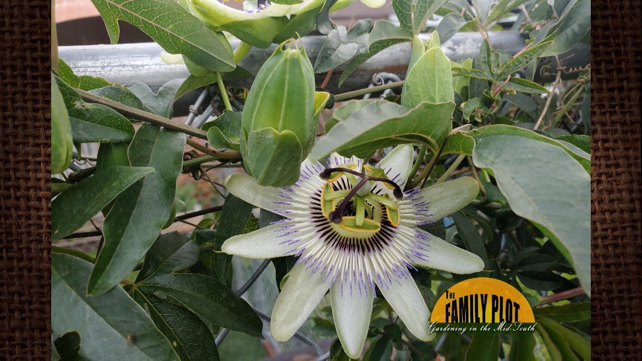 Why did Rizal leave La Solidaridad? Ask Library