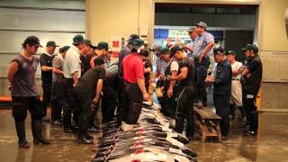 preview picture of video 'Osaka Fish Market - Tuna Auction'