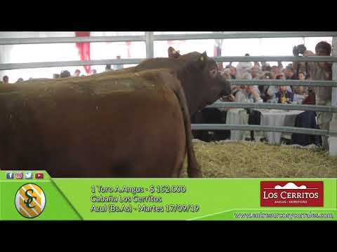 17-09-19 - Venta de Toros A.Angus - Cabaña Los Cerritos - Azul