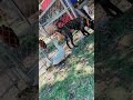 Animales Graciosos 48 SHORTS Gatos Perros Mascotas