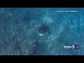 Hawaii Man Greeted By Great White Shark During Insane Experience