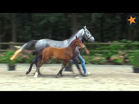 82 Kosmos-W (Quasimodo van de Molendreef X Mr. Blue)