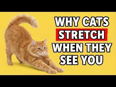 Why Your Cat STRETCHES When They See You and 10 Other Strange Behaviors Explained