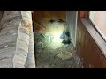 Black Vulture (Buzzard) Babies Hissing in Abandoned Farm House