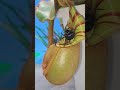 Carnivorous plant Nepenthes veitchii vs Black widow spider #shorts