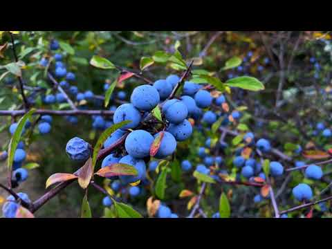 Senda del Cordel de Babia de Abajo  (P. N. Babia y Luna - León)