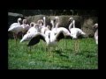 The Lesser Flamingo In Oakland Zoo