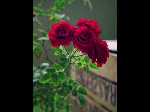 Beautiful naturel Rose Flowers natural #beauty✨🥀 #Rose #Garden #flowers 