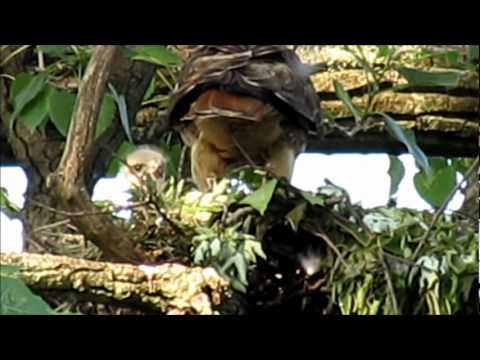 Red Tail Hawks Nest ( 3) Chicks