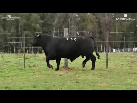 La Tarambana - RP 250