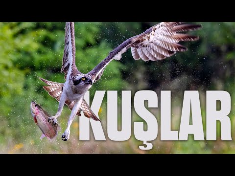 THE FASCINATING WORLD OF BIRDS | Full Episode Narrated by Mazlum Kiper