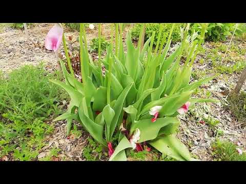 Tulipánok ápolása elvirágzás után 🌷