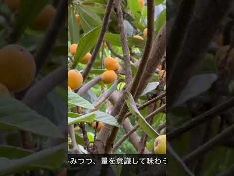 果樹の根元にある野菜は何ですか？豊かな収穫のための適切な組み合わせ  庭園