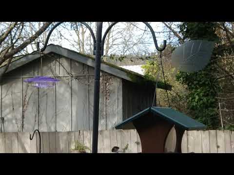 Broadtailed Hummingbirds Struggle