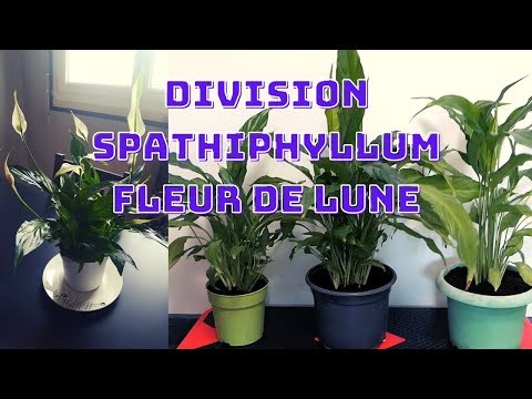 , title : 'Division Fleur de Lune - Spathiphyllum'