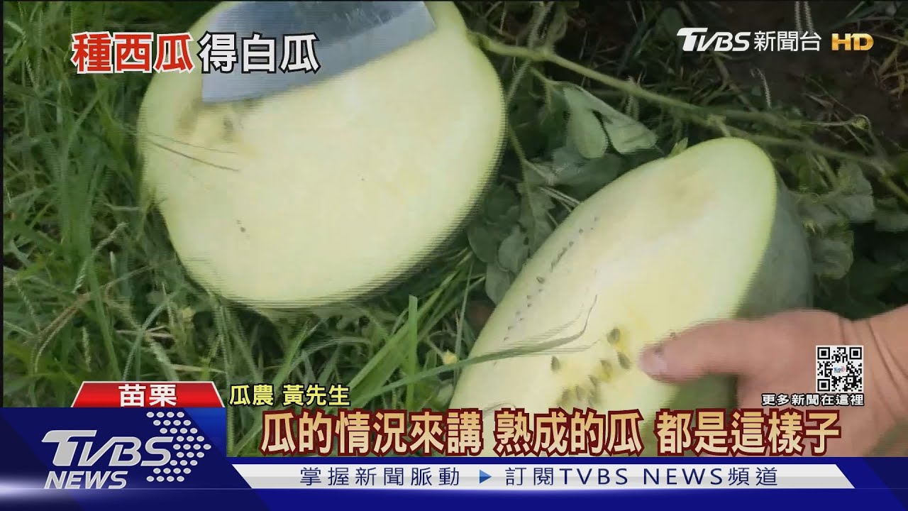 種匏仔生菜瓜？　苗栗種出「白心西瓜」像匏瓜