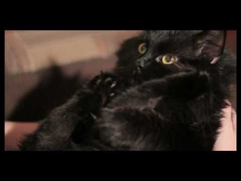 Zaher - the cat (eating grass and run upside down)