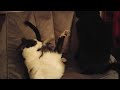 Black Cat And Tuxedo Cat Fight Who Wins