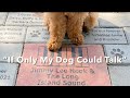 "If Only My Dog Could Talk" - Official Music Video - Jimmy Lee Hook & The Long Island Sound