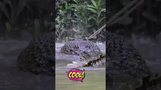 Download lagu Splash - original song, crocodile super hit 2025. mp3