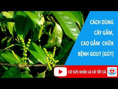 Chữa và điều trị bệnh gout bằng Dây gắm - Chữa bệnh gout bằng dây gắm.