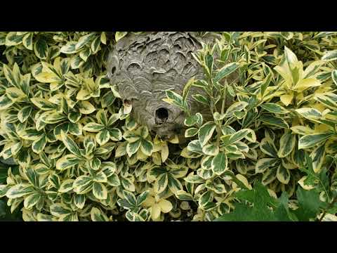 Large Bald-Faced Hornets Nest Found During Inspection in Morganville, NJ